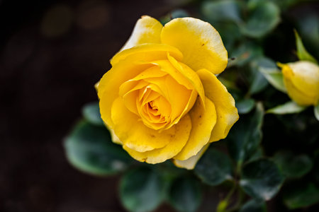 Roses in Bloom in Springの写真素材