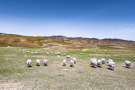 Spring scenery at Wenjia Pasture, Haibei, Qinghai Province, Chinaの写真素材