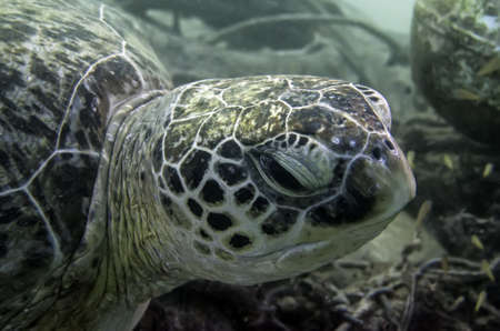 turtle
