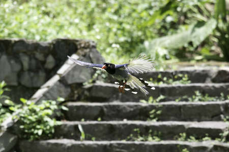 Formosan blue magpieの写真素材