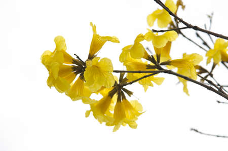 allamandaの写真素材