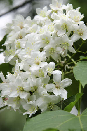 Tung flowersの写真素材