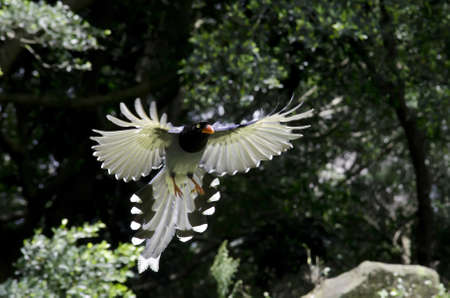 Formosan blue magpieの写真素材