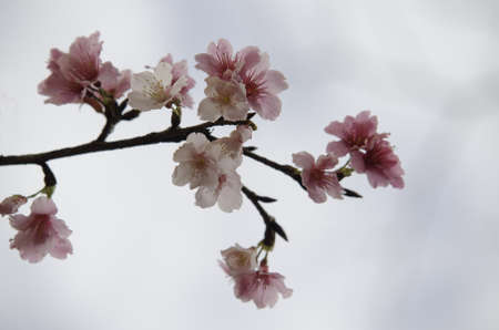 Sakura flowerの写真素材