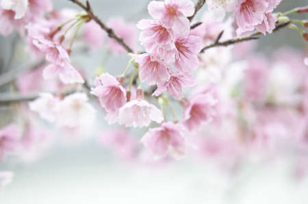 Sakura flowerの写真素材