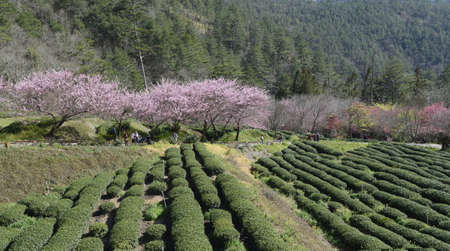 Sakura flowerのeditorial素材