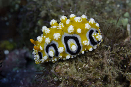 Sea slugsの写真素材