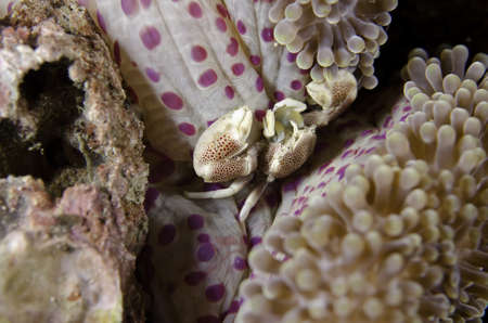 anemone and crabの写真素材