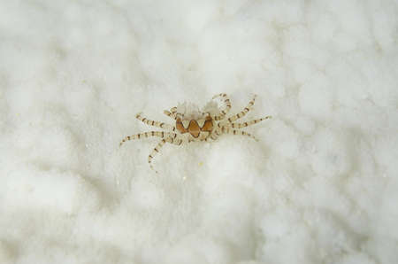 Boxing crabの写真素材