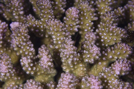 Hard coralの写真素材