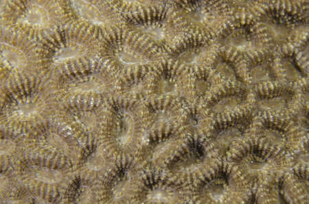Hard coralの写真素材