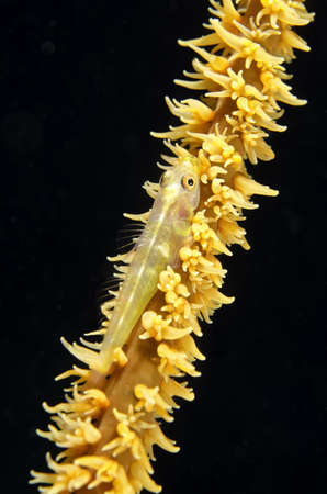 Whip coral gobyの写真素材