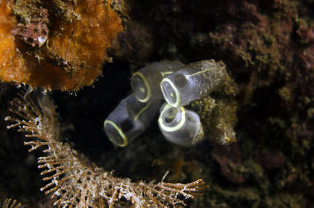sea squirtの写真素材