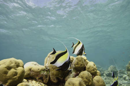 Zanclus cornutusの写真素材