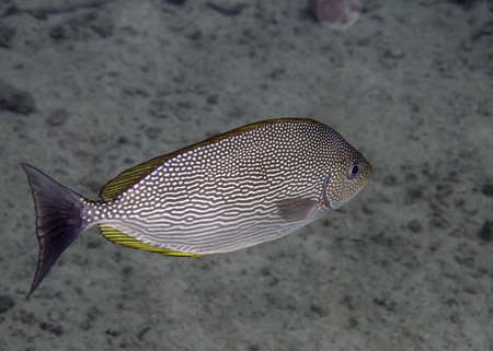 Marine tropical fishの写真素材