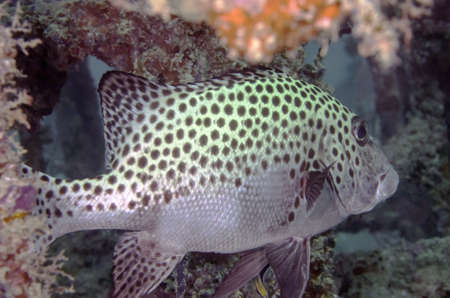 Marine tropical fishの写真素材