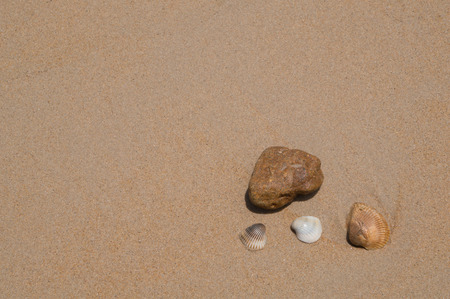 Three shells and a stone on the beach