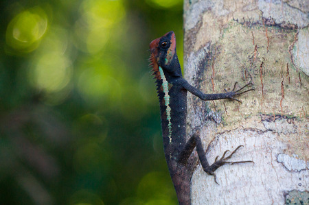 Masked spiny lizard on a tree in Khao Lak - Lamru national parkの写真素材