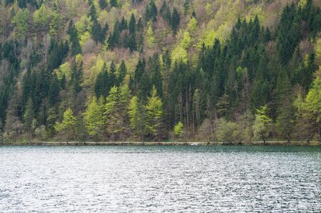 A mountain forest on the edge of a lake