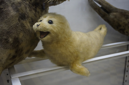 Saint Petersburg, Russia - 26.12.2016: Happy looking stuffed seal at the Zoological Museumのeditorial素材
