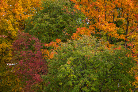 Beautiful autumn colors in tree canopyの写真素材