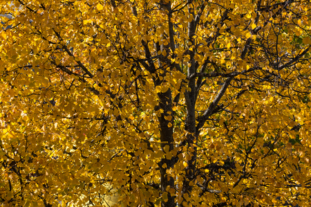 Tree with beautiful yellow, autumn foliageの写真素材