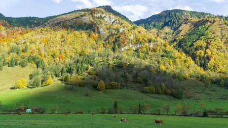 Cows grazing in the Alps of Austria