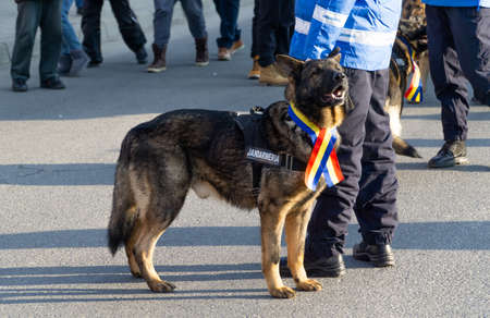 Alba Iulia, Romania - 01.12.2018: Police dog waiting to take part in the paradeのeditorial素材