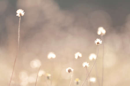 dried flower grass in the winter の写真素材