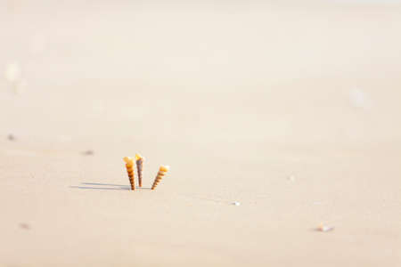 seashell in the sandの写真素材