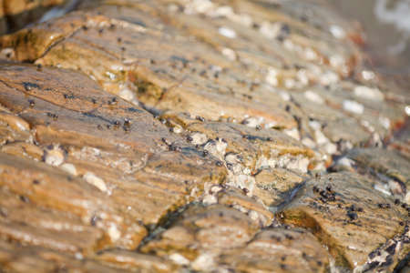 A close up of the surface of the Thailand beach stone