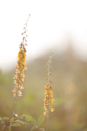 flowers in winter season in thailandの写真素材