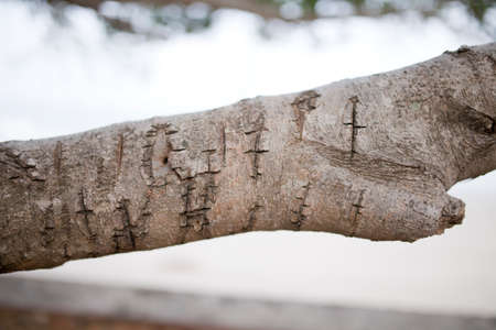 Wood Material