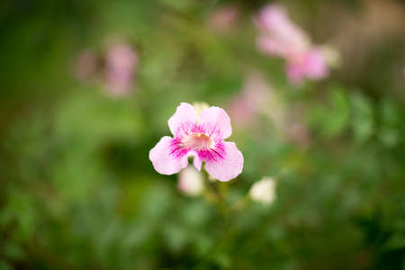 pink flowerの写真素材