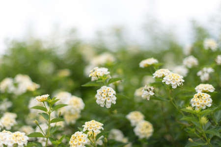 white flowersの写真素材
