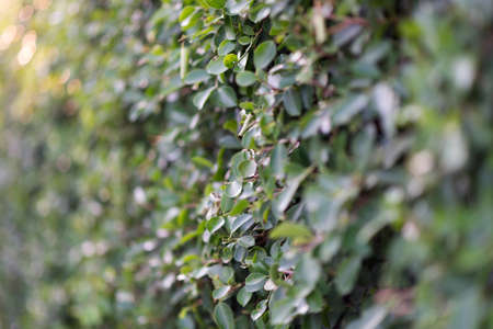 Fence tree, shrubberyの写真素材