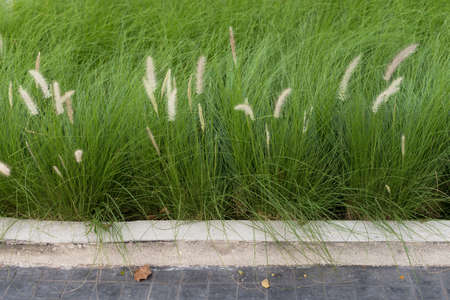 Fresh green grass, Spikes young green grass on a blurred background, summer seasonの写真素材