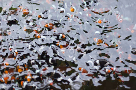 Nemo fish