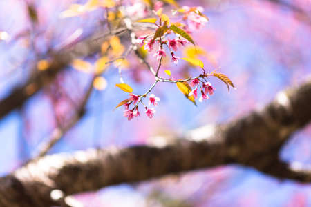 Wild Himalayan Cherryの写真素材