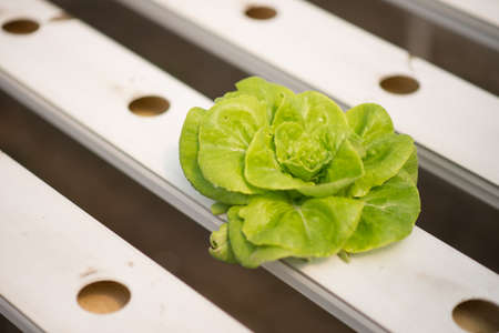 Hydroponic vegetable farmの写真素材