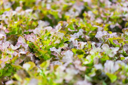 Hydroponic vegetable farm