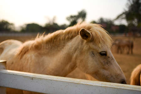 White horseの写真素材