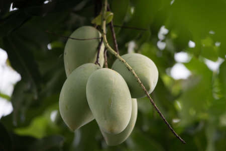 Mango treeの写真素材