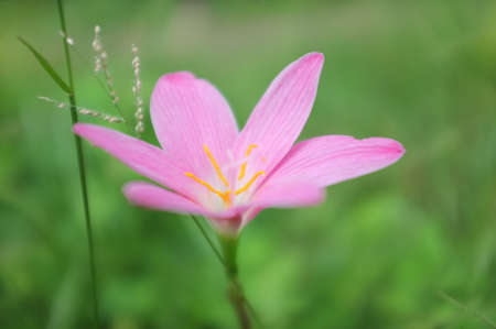 Zephyr lily