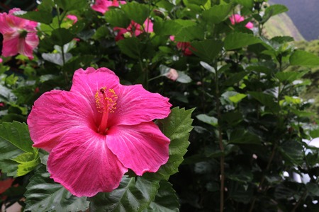 Hibiscus on Mauiの写真素材