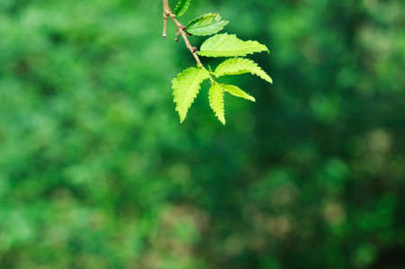 fresh and green leaves
