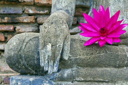 pink lotus on fetch Buddha , city old Sukothai monk , Thailand , の写真素材