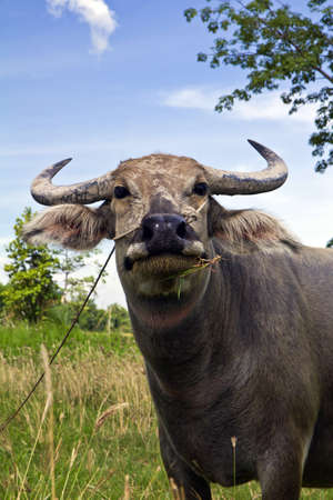 Thai buffalo , be the buffalo that a Thai feeds to keep help do the farm , の写真素材