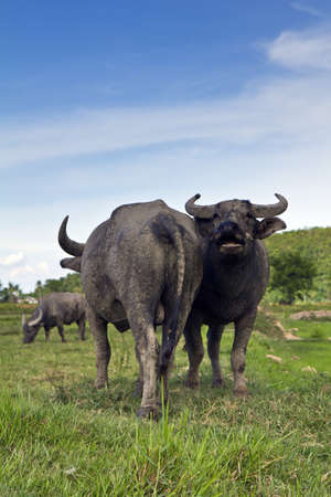 Thai buffalo , be animal that a Thai takes to keep help do the farm , の写真素材