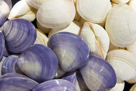 white shell with violet in the exhibition shows city Huahin shellfish , Thailand , の写真素材